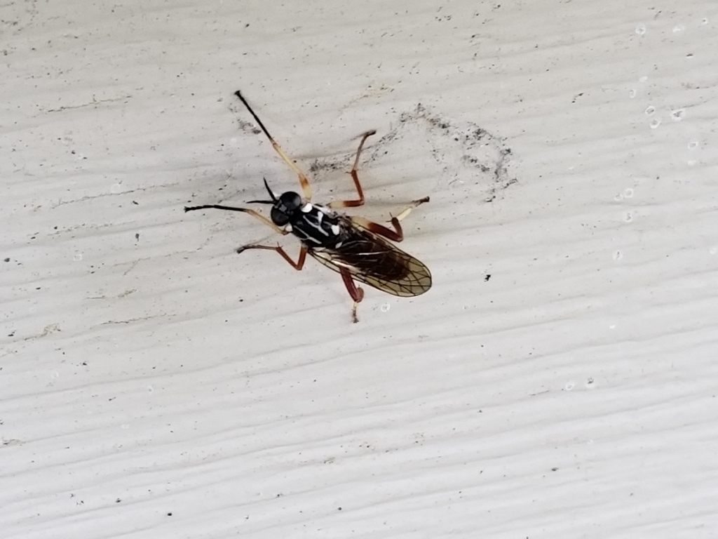 Xylomya americana