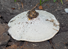 Ganoderma sichuanense