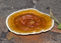 Ganoderma sichuanense