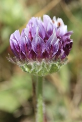 Trifolium grayi