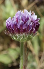 Trifolium grayi