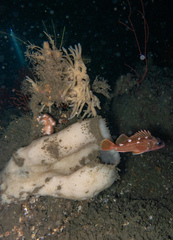 Sebastes umbrosus