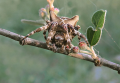 Araneus grossus