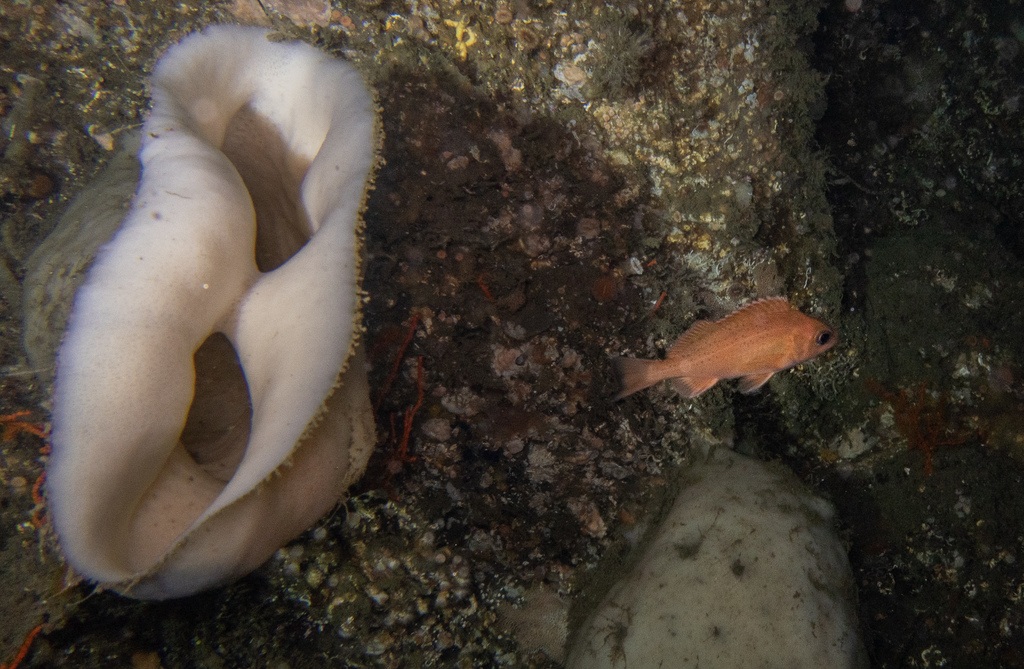 Speckled rockfish (Sebastes ovalis) — Sebastidae