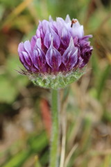 Trifolium grayi