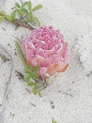 Hyobanche thinophila