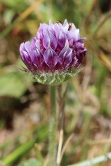 Trifolium grayi