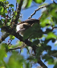 Aphrastura spinicauda