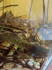 Lithobates sevosus