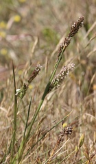 Agrostis densiflora