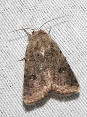 Caradrina flavirena