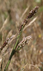 Agrostis densiflora