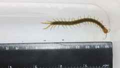 Scolopendra canidens