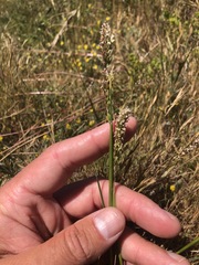 Agrostis densiflora