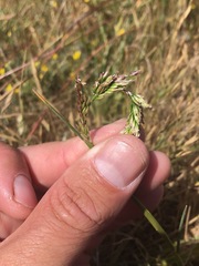 Agrostis densiflora