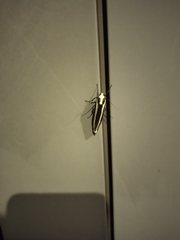 Chrysorabdia vilemani
