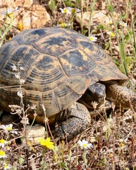 Testudo graeca ibera