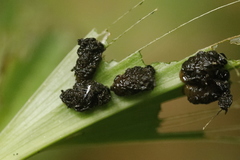 Lilioceris merdigera