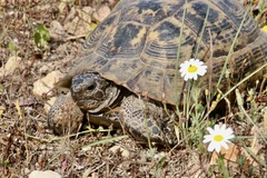 Testudo graeca ibera