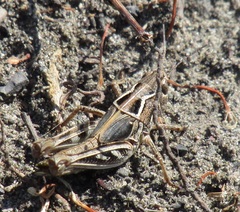 Arcyptera microptera