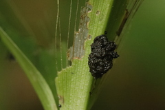 Lilioceris merdigera