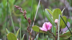 Rhodomyrtus tomentosa