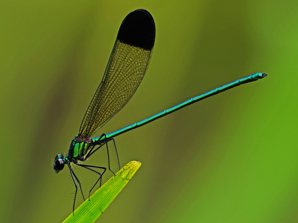 Sparkling Jewelwing