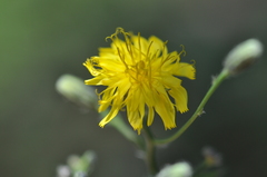 Hieracium scouleri