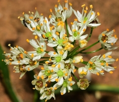 Allium subvillosum