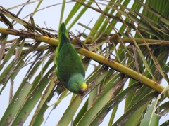 Brotogeris sanctithomae