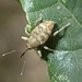 Curculio venosus - Photo (c) raedwulf68, some rights reserved (CC BY-NC), uploaded by raedwulf68