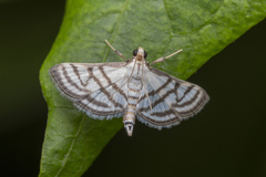 Ravanoa xiphialis