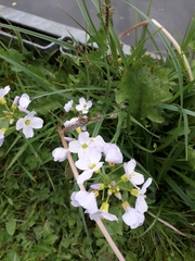 Cardamine pratensis