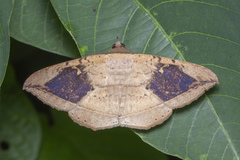 Hulodes drylla