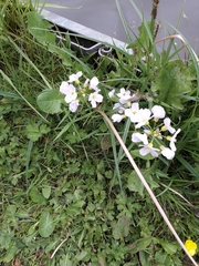 Cardamine pratensis