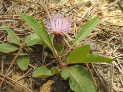 Klasea integrifolia