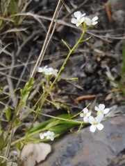Arabidopsis halleri