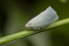 Sanurus