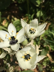 Ornithogalum arabicum