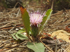 Klasea integrifolia