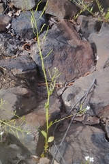 Arabidopsis halleri