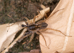Pardosa