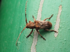 Pterolophia annulata