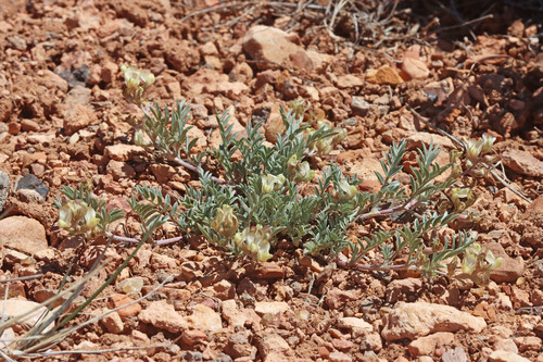 Astragalus humistratus var. humivagans