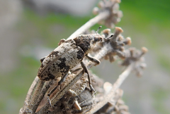 Bothynoderes affinis
