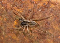 Pardosa