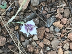 Calochortus elegans nanus
