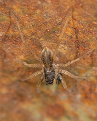Pardosa