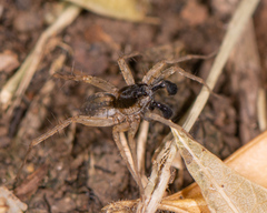 Pardosa