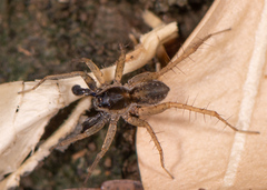 Pardosa